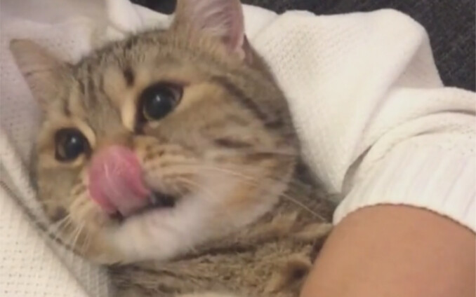 วิธีแยกแยะเสียงของลูกแมว