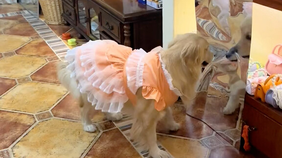 كادت أن تجعل ساكورا-سان تشعر بالحزن الشديد!