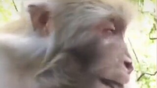 Para turis itu mentraktir saudara monyet itu dengan makanan, dan dia meneteskan air mata haru setela