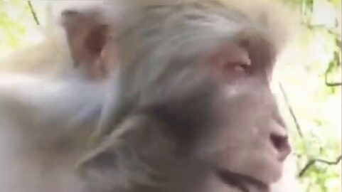 The tourists treated the monkey brother to food, and he shed tears of emotion after the meal.