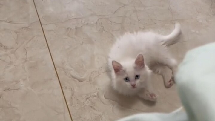 “I’ve Completely Figured Out Gou Sheng’s Habits” “Gou Sheng’s Tornado” “Gou Sheng the Mop Is Definit