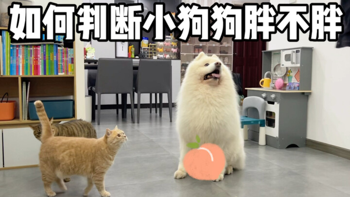 How Do You Tell If Your Puppy Is Fat?