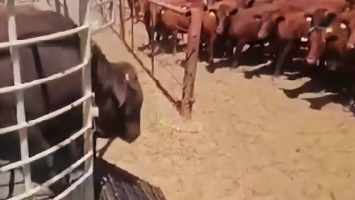 Sapi betina: Yang ini terlihat sangat gagah! Sapi jantan: Aku ingin pulang!