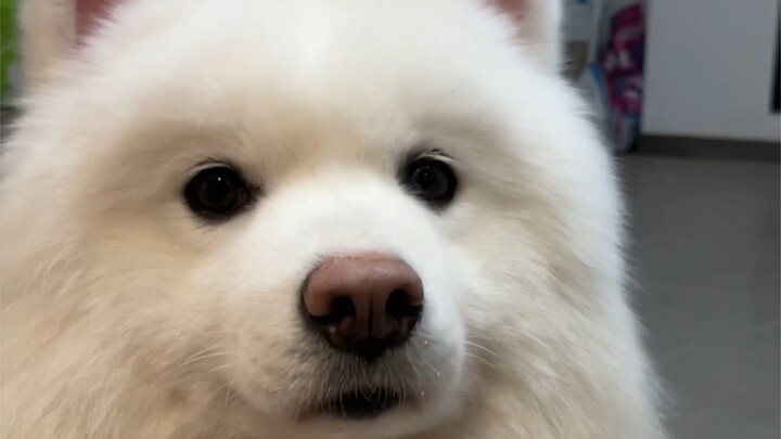 أنا مللت لدرجة الموت، بسرعة تعالي العب معي!