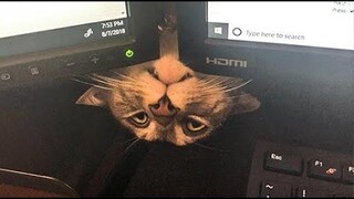 🤣 Funniest 😻 Cats and 🐶 Dogs - วิดีโอสัตว์เลี้ยงแสนสนุก 😇