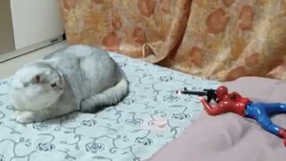 Seekor kucing muncul di depan dan melepaskan tembakan