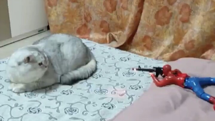 Một con mèo xuất hiện ở phía trước và nổ súng