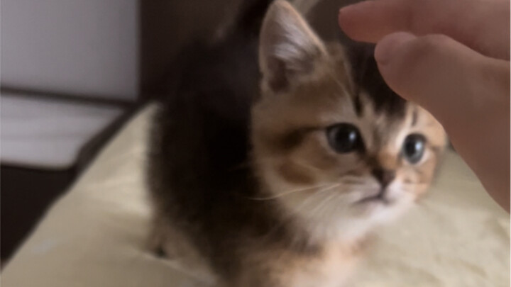 Tolong! Siapa yang bisa menolak anak kucing kecil yang menempuh perjalanan jauh hanya untuk menggese
