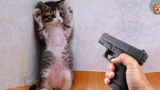 Try Not To Laugh - Aww 🐱 Cat Reaction Videos MEOW