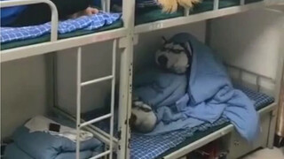 Năm học đã bắt đầu và tôi lại được gặp lại những người bạn cùng lớp mà tôi đã mong đợi từ lâu.