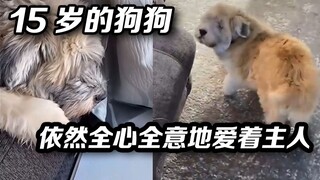 15岁狗狗即使听不见也看不见但还是每天趴在窗前等主人回家