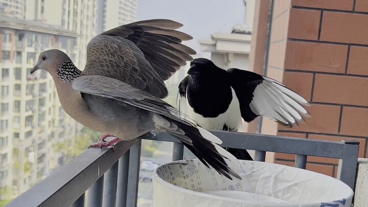 Chim sáo phát hiện chim gõ kiến đúng là đồ nhát gan