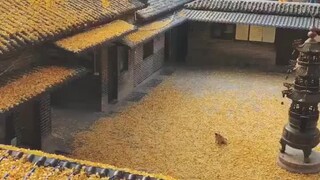 One autumn, one tree, one courtyard; a single leaf, a tiny creature.