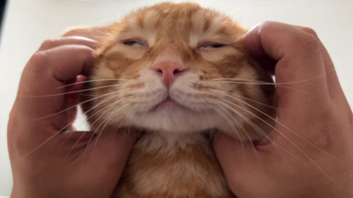 Cat: I think I’m starting to understand Aniki… This guy is seriously so strong…