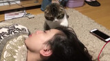 [สัตว์]ปฏิสัมพันธ์ที่น่ารักของแมวกับเจ้าของ