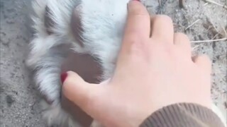 (Big Cat)