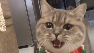 เหมียวๆ น่ารักสุดๆ