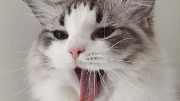 บังคับเปิดเครื่องขณะแมวนอนหลับ!