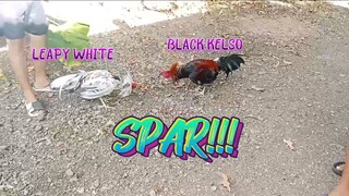 Leapy White VS Black Kelso Spar!!    JRP Gameyard
