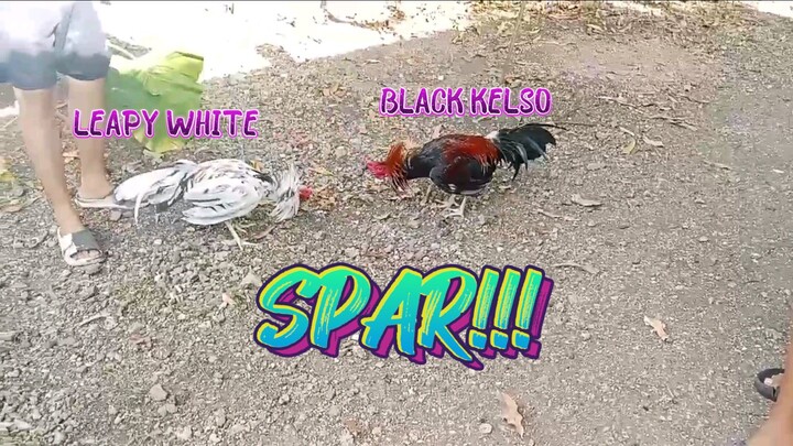 Leapy White VS Black Kelso Spar!!    JRP Gameyard