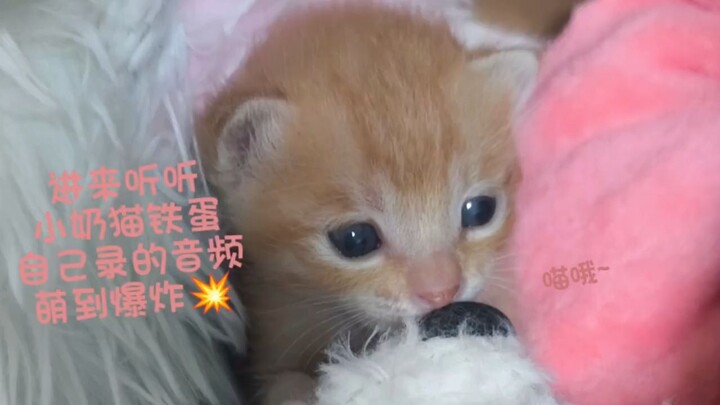 Come listen to the little kitten’s self-recorded voice—it’s unbelievably cute! When I was making him