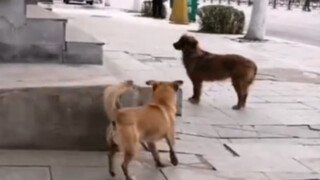 Even dogs have someone to pick them up now.