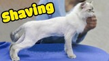 Cat's Reaction When Being Shaved (The Happy Pets #4)