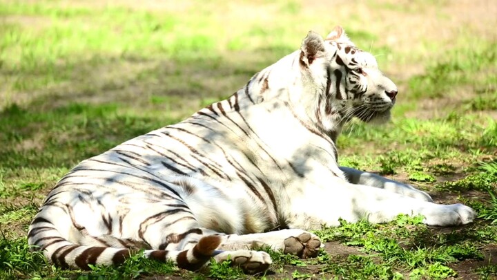#CreativeUploadChallengeI White Tigers are Considered endangered #animals #Whitetiger