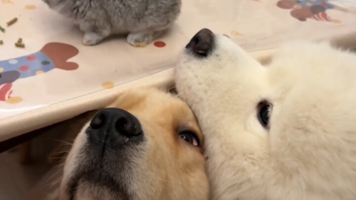 كلبان متلاصقان يشاهدون الأرنب الصغير