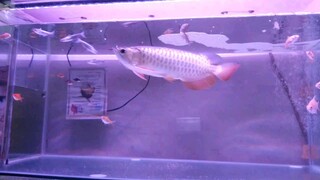 ikan arwana golden red cantik