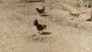my 5months first win vs cock