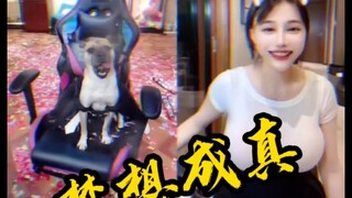 赤酱兄弟想看大摆锤