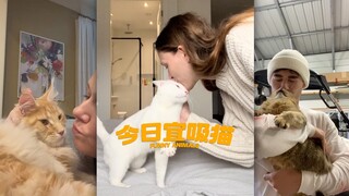 Hari ini cocok untuk memeluk kucing 🐱