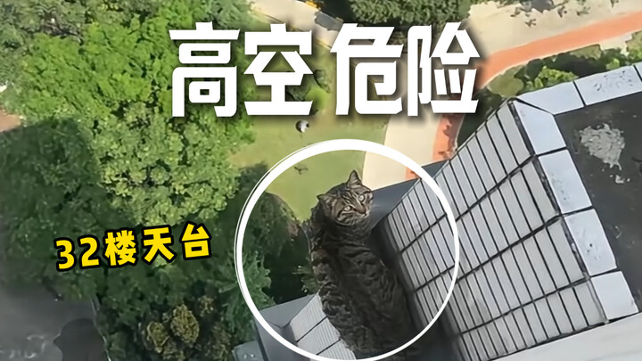 A tabby cat is trapped on the 32nd-floor rooftop, teetering on the edge!