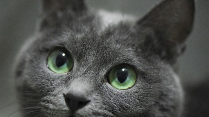 The Six-Month Transformation of a Stray Cat That Got Adopted with a "Buy One, Get Three Free" Deal