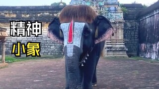 Hewan-hewan dengan bentuk yang unik itu!