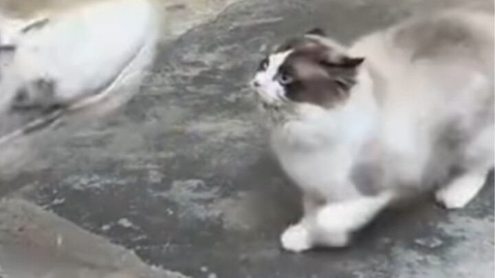 This plushie is the Lü Bu of cats!