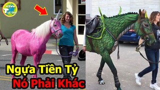 10 Chú Ngựa CỰC KHỦNG CỰC Hiếm Và Kỳ Lạ Nhất Hành Tinh Nếu Không Xem Bạn Sẽ Phải Hối Tiếc