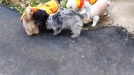 Sudah lima bulan lamanya si ibu anjing Yuan Yuan tinggal bersama kami. Terima kasih atas pertemuan i