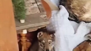 Hình như có khách ngoài cửa? Ồ~ Là sói đến thăm kìa~~~