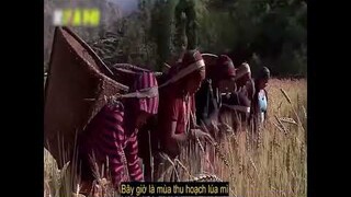 cậu bé 14 tuổi trèo lên vách đá hàng trăm mét kiếm tiền cho em trai ăn học | review phim