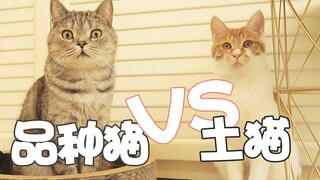 【柿子菌】我想养只土猫，朋友却建议养品种猫，为什么呀？