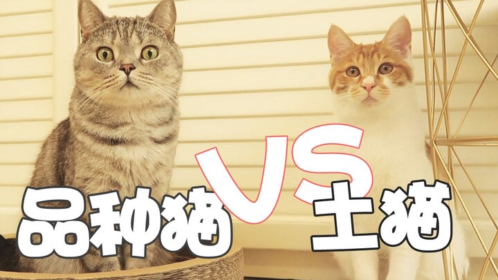 【柿子菌】我想养只土猫，朋友却建议养品种猫，为什么呀？