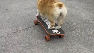 Anjing saya perlu meluncur lurus, tetapi ia harus berputar... dan akhirnya terbalik.