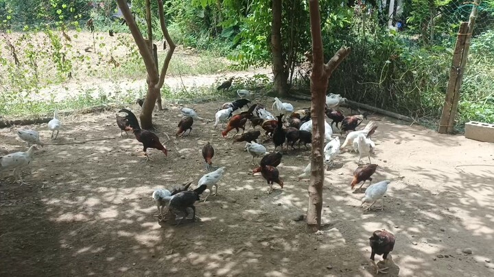 tornado hatch and white kelso from idol biboy! 🩷🩵