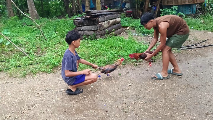 𝙎𝙬𝙚𝙖𝙩𝙚𝙧 𝘽𝙪𝙡𝙞𝙠 𝙑𝙎 𝙈𝙘𝙡𝙚𝙖𝙣 𝙆𝙚𝙡𝙨𝙤  𝙨𝙥𝙖𝙧