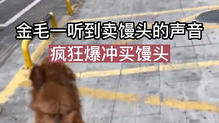 As soon as the Golden Retriever hears the “steamed bun seller” call, it charges over like crazy to b