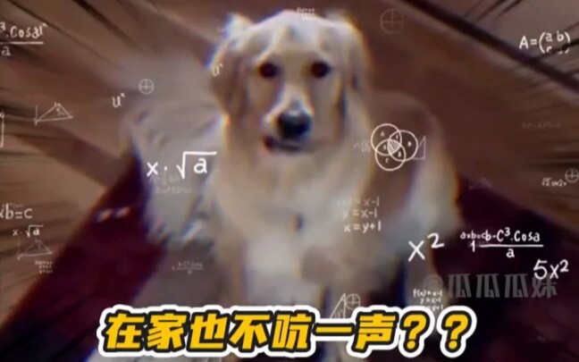 This pet looks almost human when it’s “possessed”! #Dogs #Cats