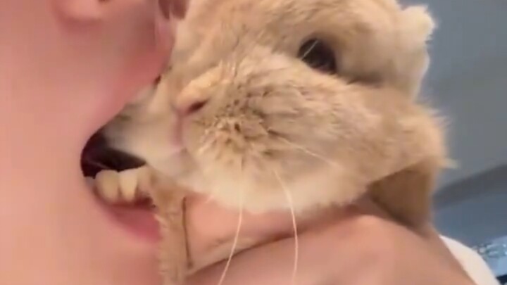 Bunny bunny bunny