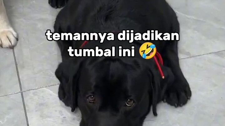 temennya anjing#zaintemanime #reaction #reactionvideo #lucu #videolucu #fyp #jowo #wongjowo #meme #a